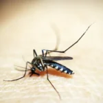 Secretaria de Saúde confirma oito casos de dengue em Canoinhas