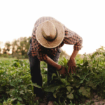 Capacitação em conservas leva conhecimento para agricultores em Canoinhas