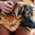 Com quem fica o pet quando o casamento termina? Nova lei regula a custódia compartilhada