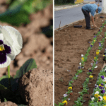 Prefeitura de Canoinhas inicia plantio de flores de inverno para revitalizar paisagismo urbano