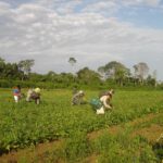 Indústria e agro preveem bilhões em prejuízos e inflação com o fim da escala 6×1