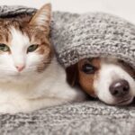Prefeitura intensifica orientações para proteger pets durante o inverno em Canoinhas