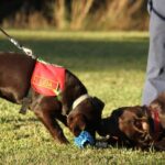 Pai e filha, dois cães dos bombeiros de Santa Catarina se aposentam juntos