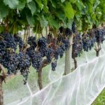 Número de vinícolas cresce 29% em Santa Catarina e atinge marca histórica em 2026