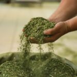 São Mateus do Sul lidera produção de erva-mate no país em 2025